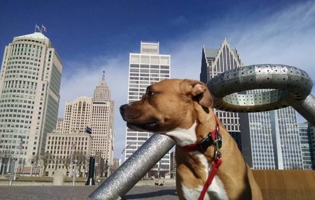 Detroit riverfront dog